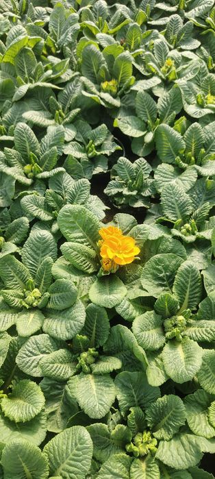 Sprzedam kwiatki Bratki