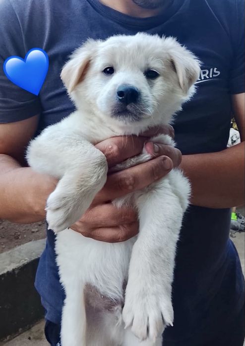 Cães bebés para adoção responsável
