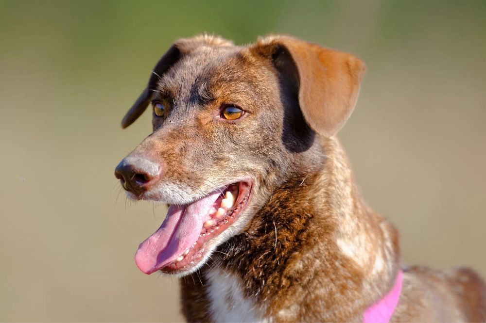 Rysiek-piękny i inteligentny+FILM