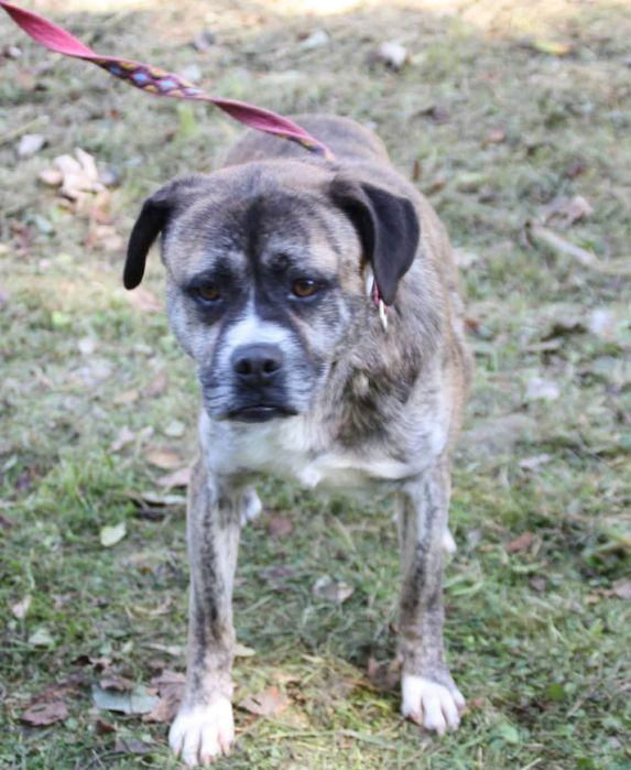 Pies Boguś, oddam psa, psy do adopcji