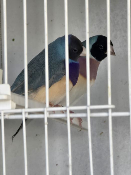 Diamante de Gould para ceder