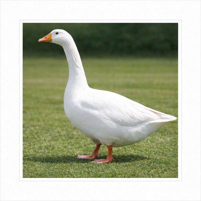 Gęś Gęsi Biała Kołudzka 2-6 tyg