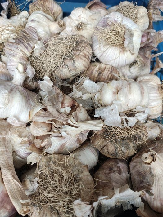 Czosnek  na wagę