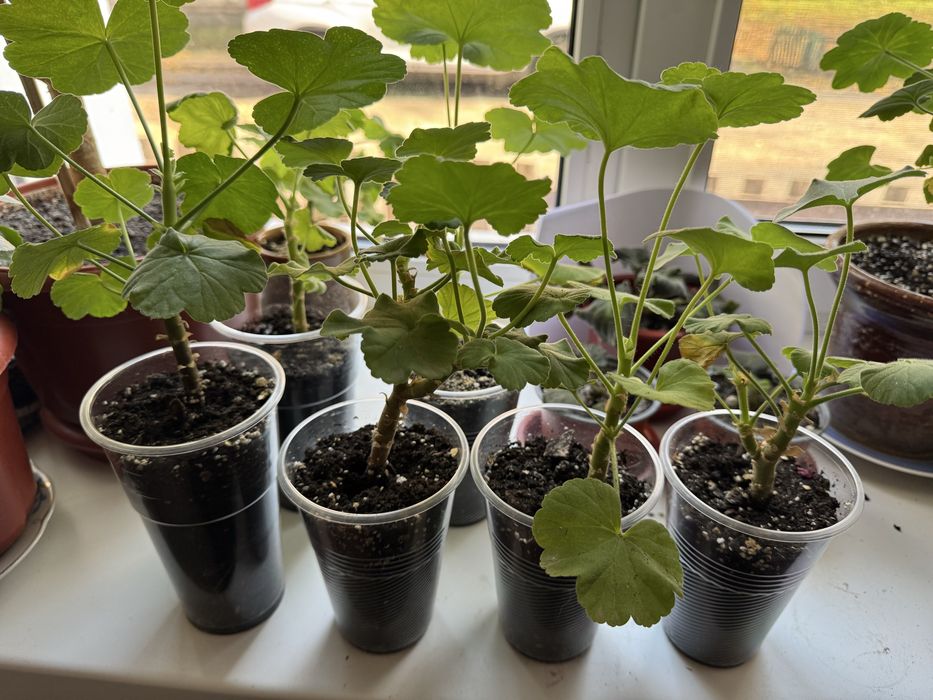 Пеларгонії колір сюрприз