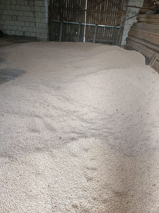 Sprzedam Łubin biały Gryka Facelia