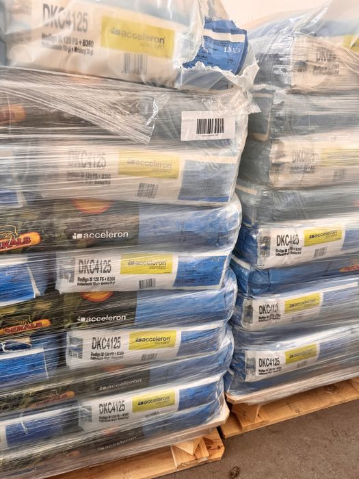 Nasiona kukurydzy DKC dekalb bayer