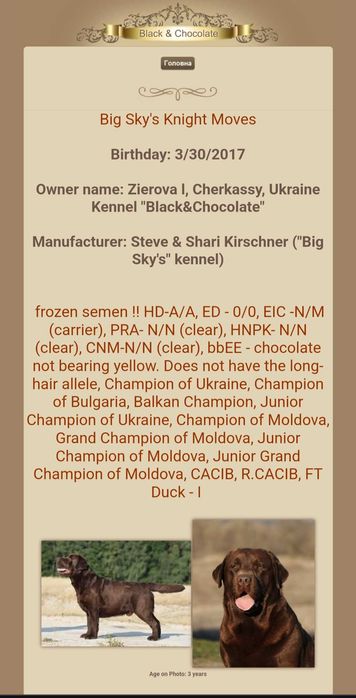 Лабрадор для в'язки, вʼязка лабрадорів, чорний кобель розвʼязаний