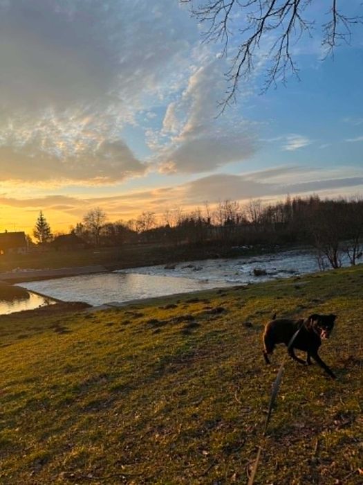 Opieka nad pieskami