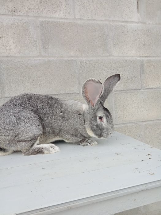 Кролі європейська шиншила