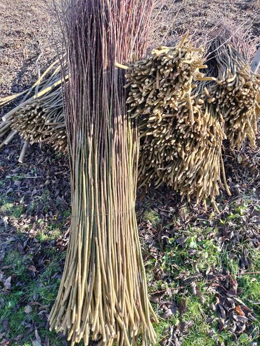 Sprzedam wikline amerykanke "pręcie"