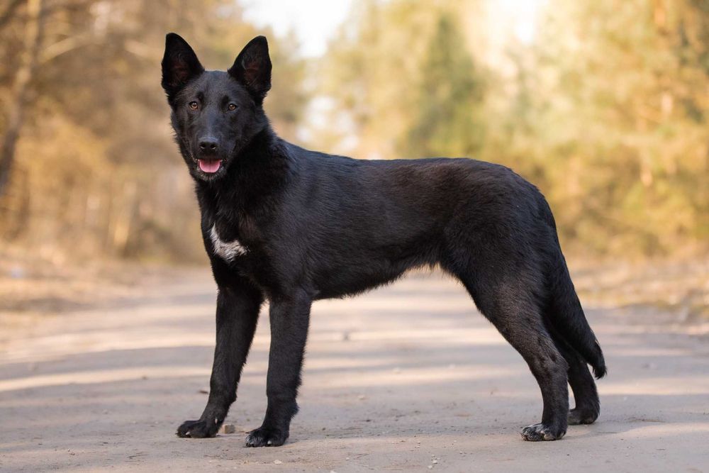 MAKIMA - młoda, aktyna, łagodna, idealna