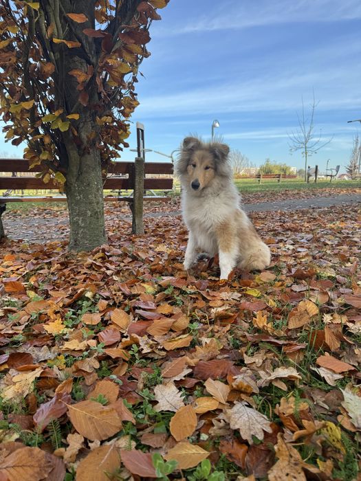 Owczarek szkocki FCI