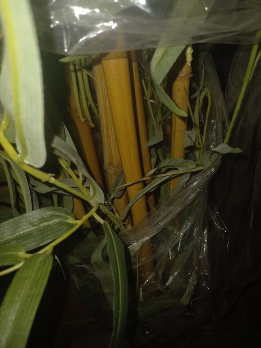 Planta artificial bambu grande