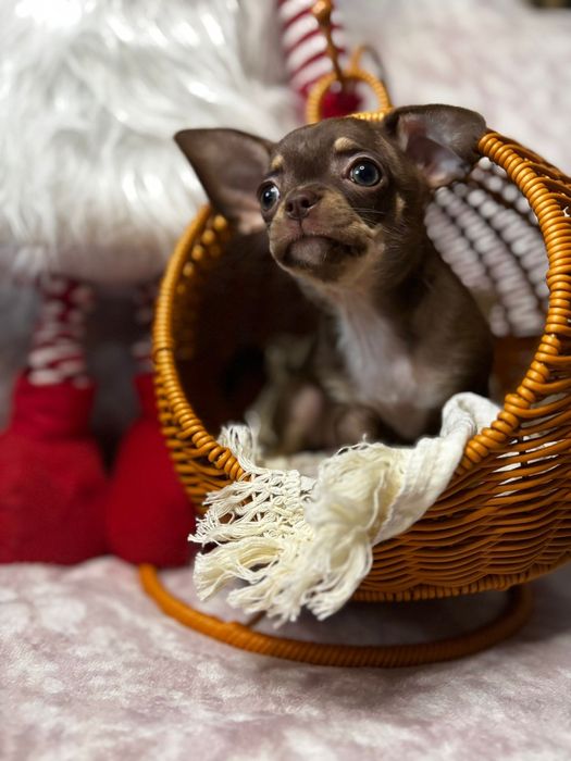 Chihuahua suczka choco tricolor *** Mocha*** Gotowa do odbioru