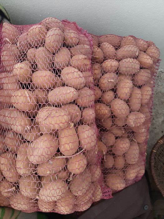 Sprzedam ziemniaki Queen Anna Lord Denar