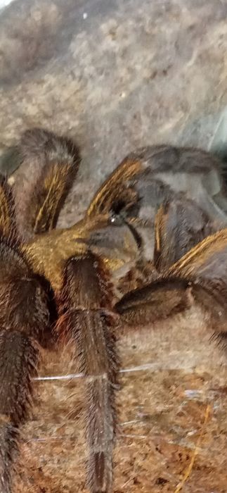 Ptaszniki, Phormictopus. Auratus. Samica