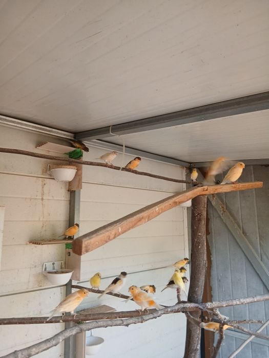 Canários- Aves Domésticas