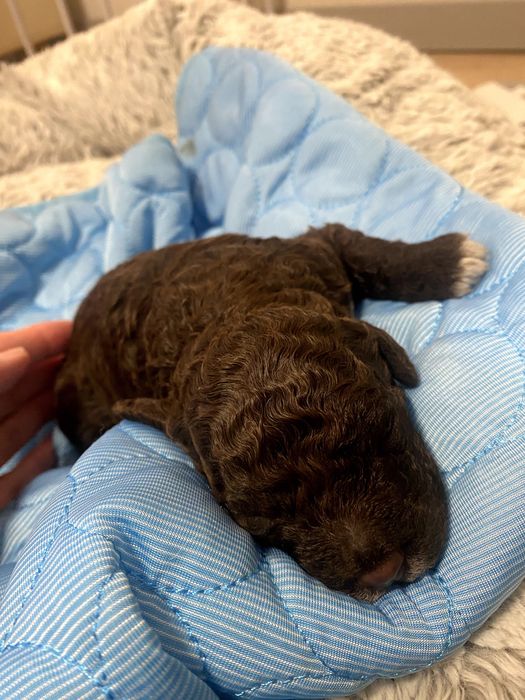 Lagotto Romagnolo ZKwP