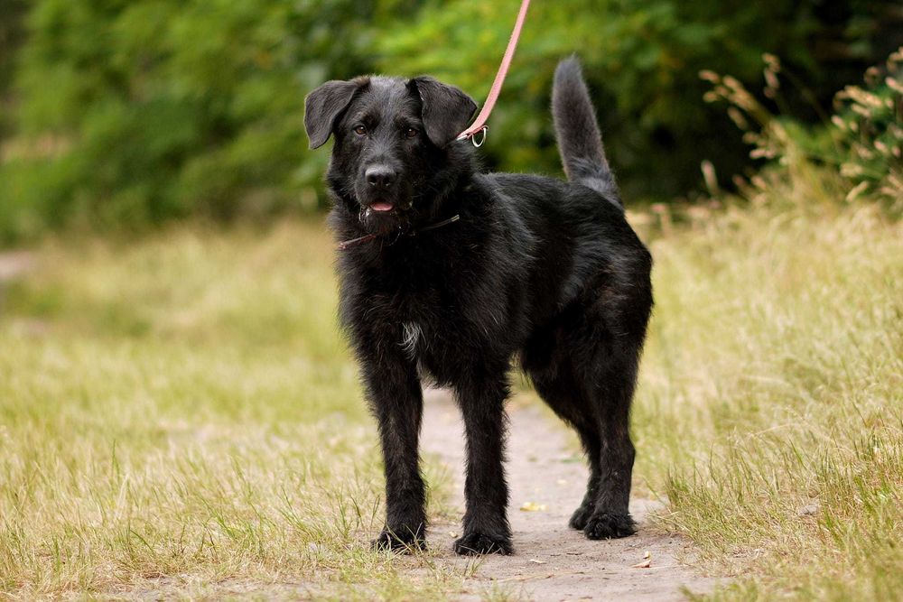 Terierowaty Wigor szuka domu