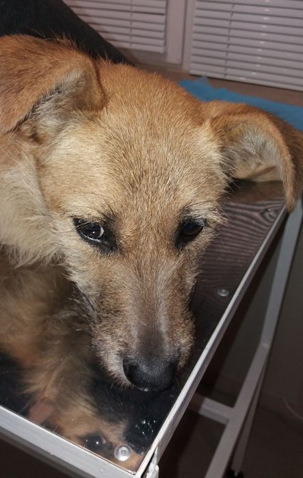 Бородатая, стерилизованная красотка ищет семью