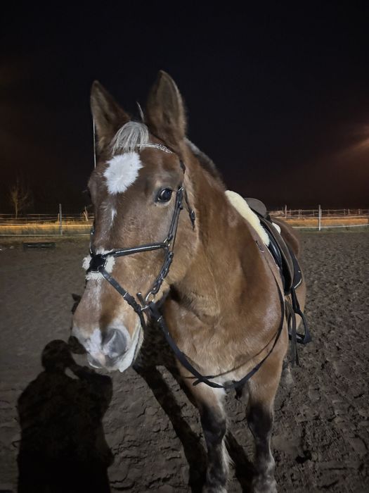 Klacz 15 lat PKZ !PILNIE!