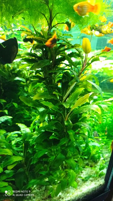 Акваріумні рослини