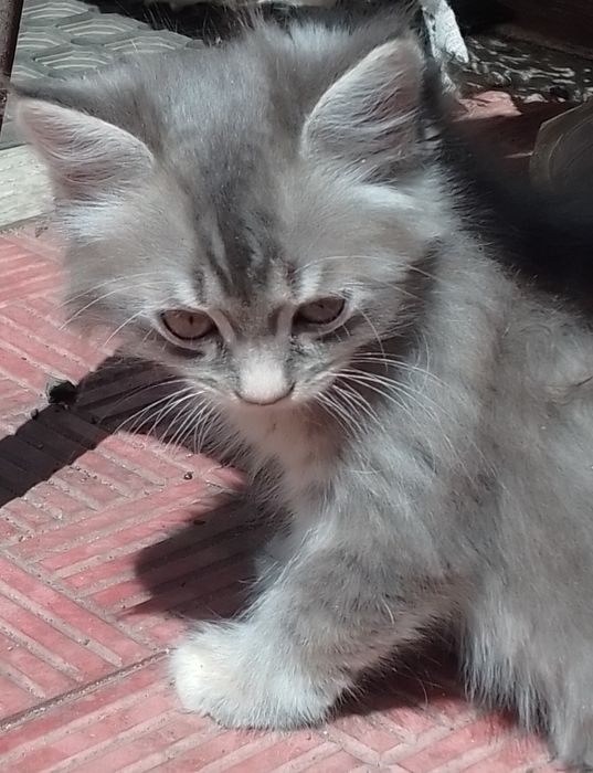 Вислоухие пушистые котята