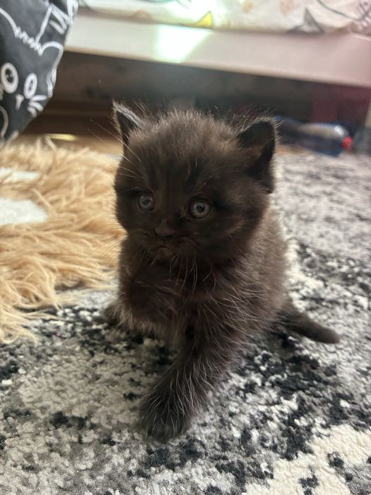 Шотландські кошенята
