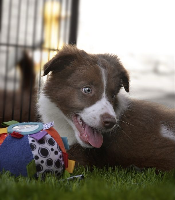 Chłopiec Border Collie
