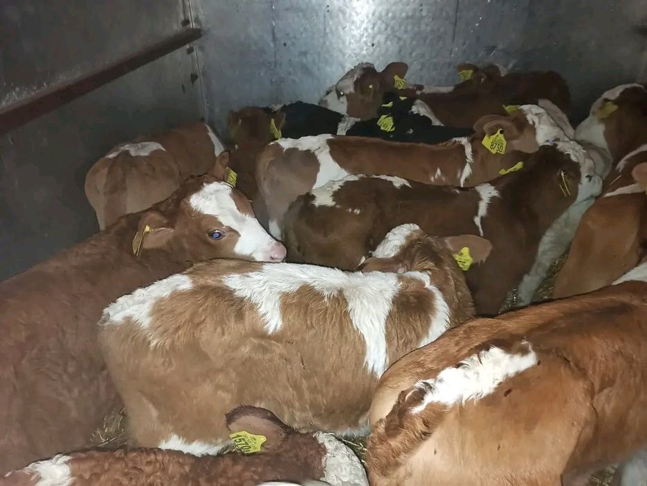 Polski cielak byczki jałóweczki