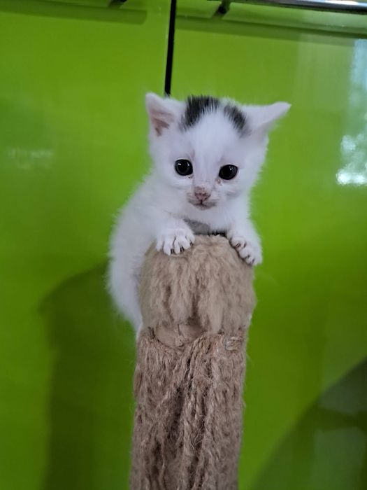 Кошкнята в люблячі родини