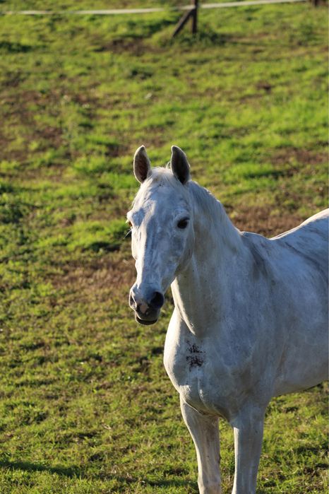 Cavalo para lazer