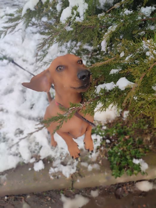 Хлопчик в пошуках нареченої