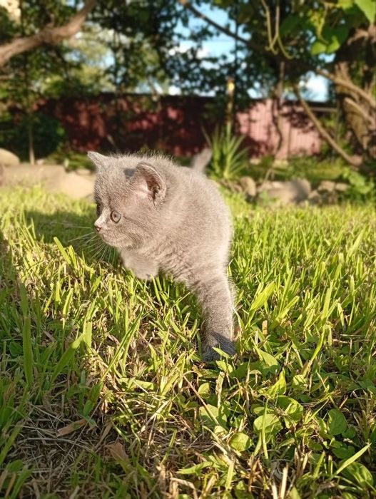 Котики Британці.