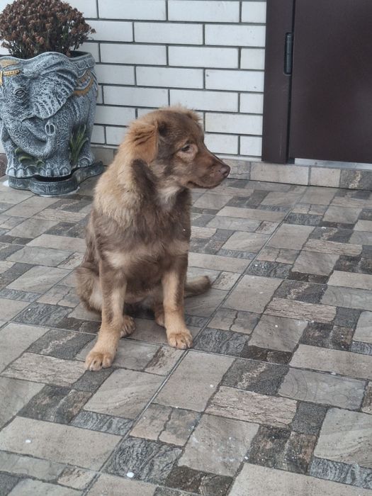 Щеня цуценя підрощене 5.5 міс вакцинована