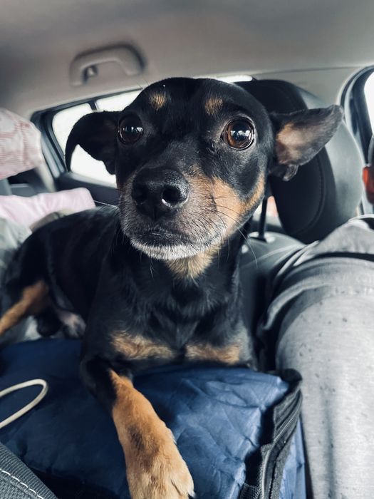 Пинчер отдам в добрые руки