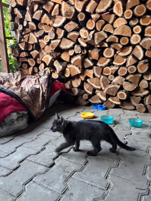 Віддам кошенят у добрі та відповідальні руки