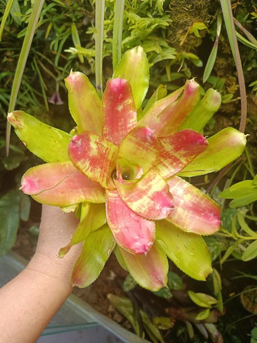 Неорегелія Neoregelia sp mini