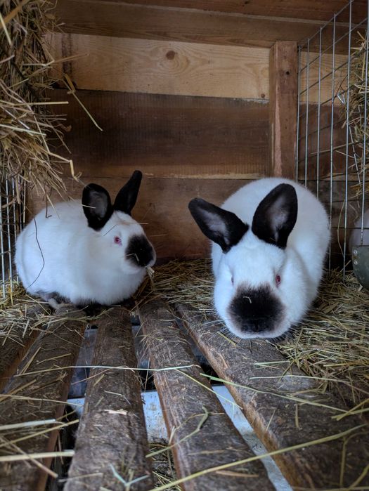 Króliki Kalifornijskie