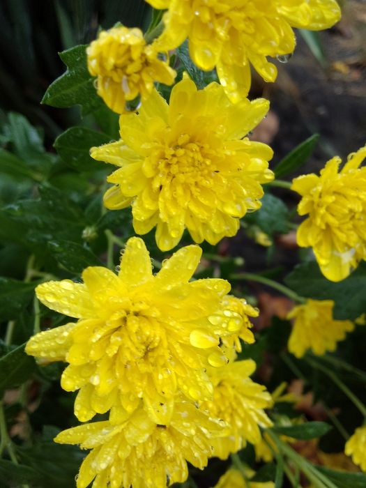 Садовые цветы хризантемы мультифлора, безвременник, лаванда, годжи и д