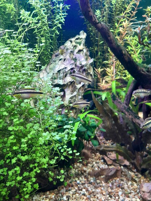 Barwniak czerwonobrzuchy