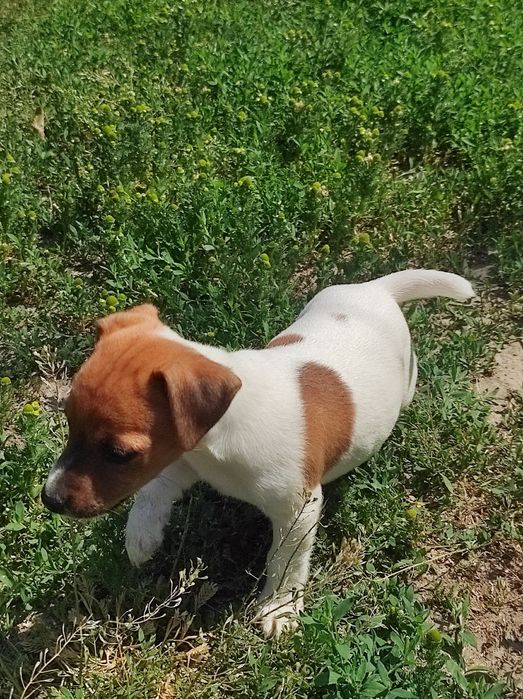 Щенки Джек Рассел мальчики