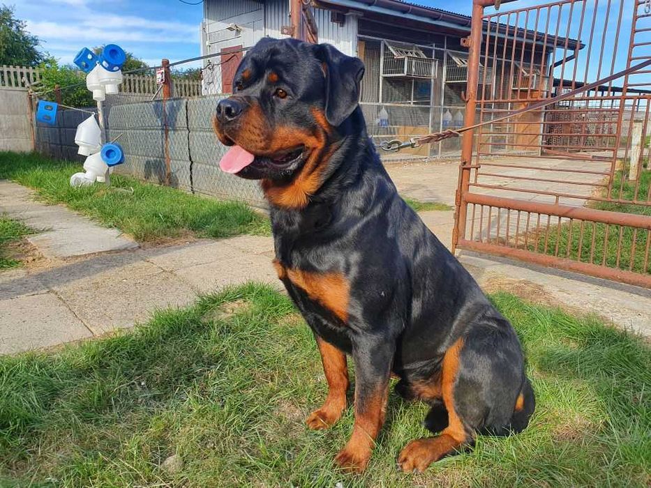 Suczka Rottweiler FCI ZKwP
