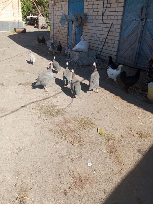 Продам пару пантарок.