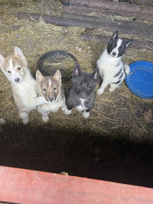 Продам цуценята Лайки