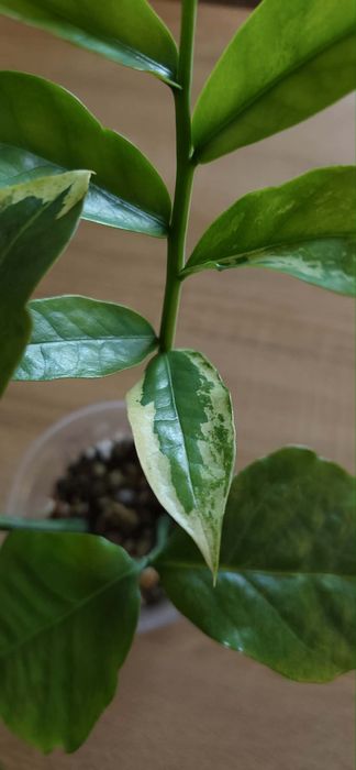 Zamioculcas Wild Form Variegata