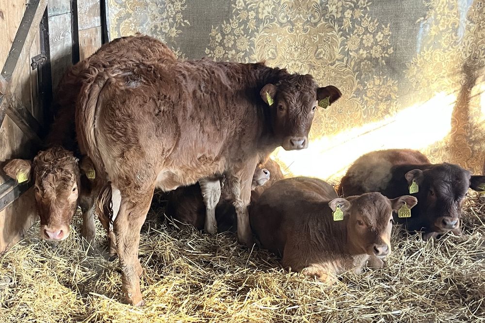 Jałówki LM odsadki