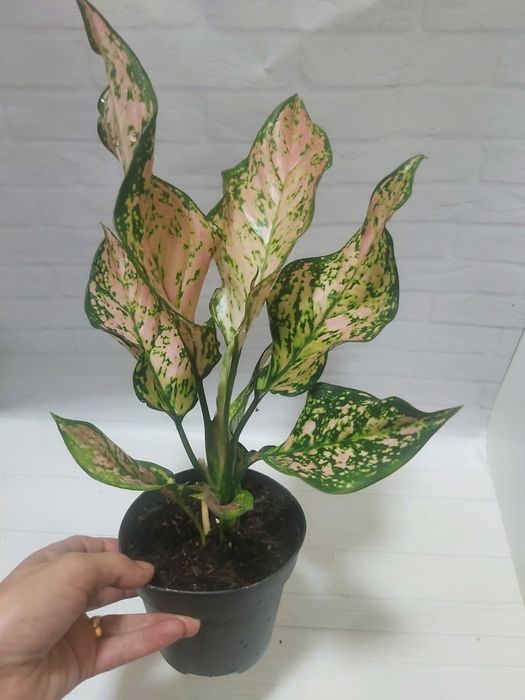 Аглаонема   Pink Dolphin             .