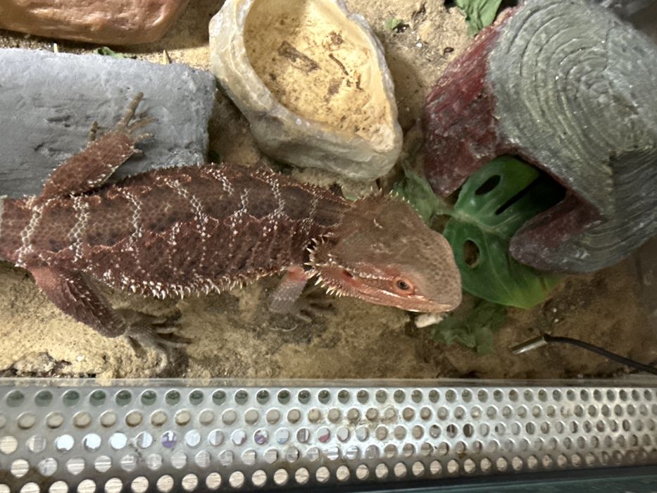 Agama brodata red