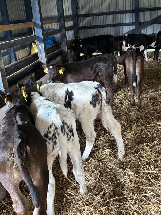 Sprzedam byki samodzielne